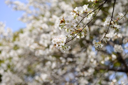 A cherry tree in full bloomの写真素材