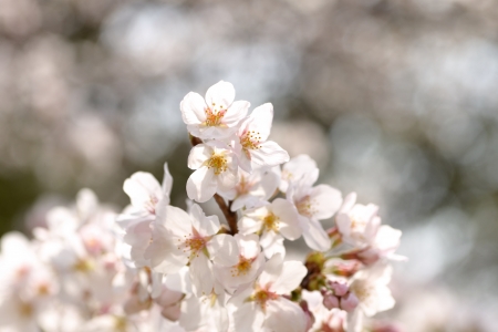 A cherry tree in full bloomの写真素材