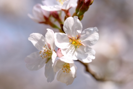 A cherry tree in full bloomの写真素材