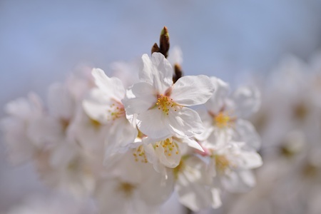 A cherry tree in full bloomの写真素材