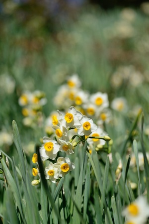 Narcissus fieldの写真素材