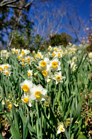 Narcissus fieldの写真素材
