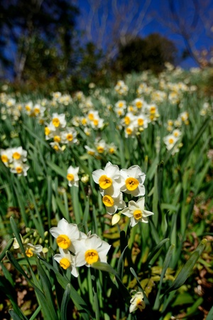 Narcissus fieldの写真素材