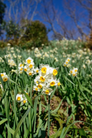 Narcissus fieldの写真素材