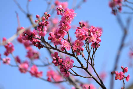 plum blossomの写真素材