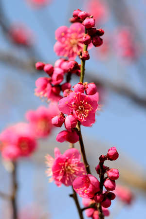 plum blossomの写真素材