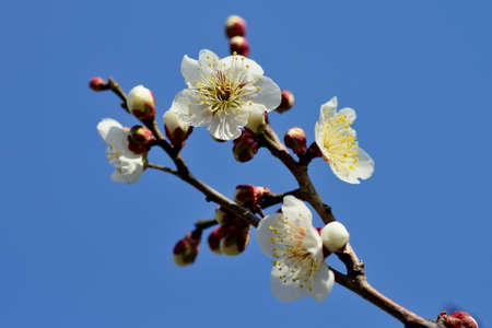 plum blossomの写真素材