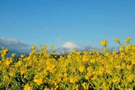 Rape blossom and Mount Fuji and blue skyの写真素材