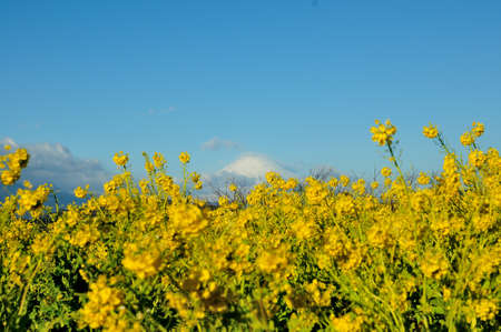 Rape blossom and Mount Fuji and blue skyの写真素材