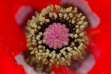 close up corn poppy