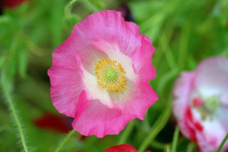 corn poppyの写真素材