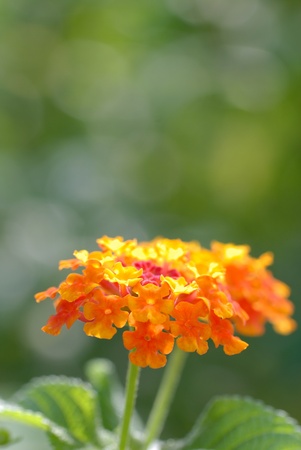 lantanaの写真素材