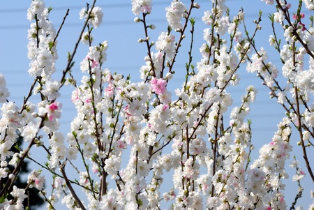 peach blossomの写真素材