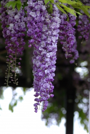 wisteria flowersの写真素材