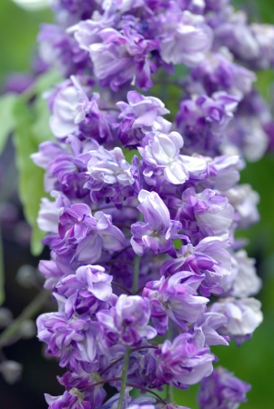 wisteria flowersの写真素材