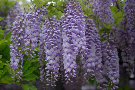 wisteria flowersの写真素材