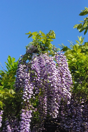 wisteria flowersの写真素材