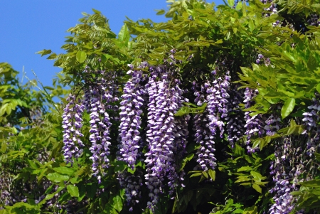 wisteria flowersの写真素材