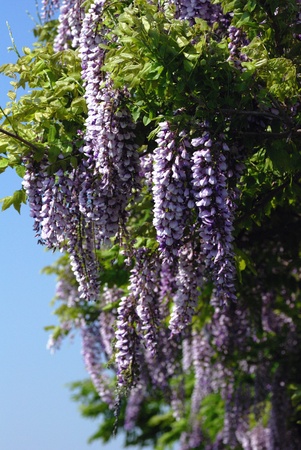 wisteria flowersの写真素材