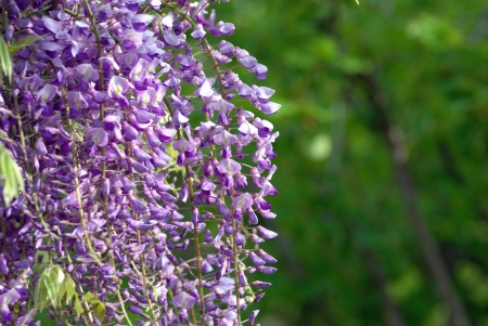 wisteria flowersの写真素材