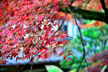 Japanese autumnal leaves  