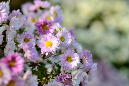 white chrysanthemumの写真素材