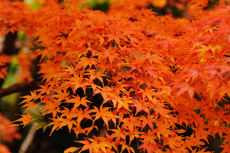 Japanese autumnal leavesの写真素材