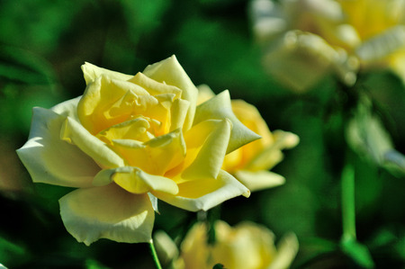 yellow roseの写真素材