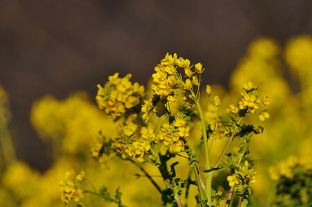 Rape blossoms field