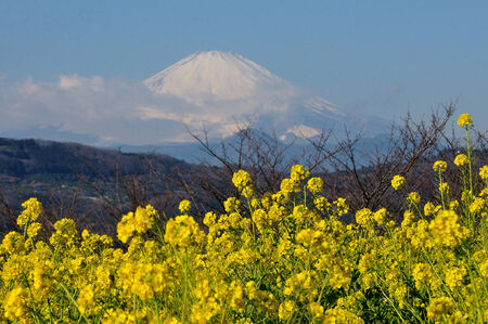 Mountain Fuji and rape blossoms の写真素材