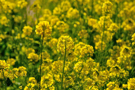 Rape blossoms field