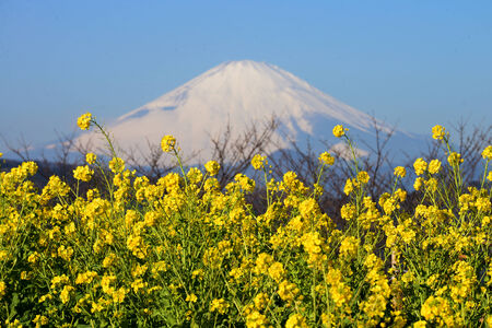 Mountain Fuji and rape blossoms の写真素材