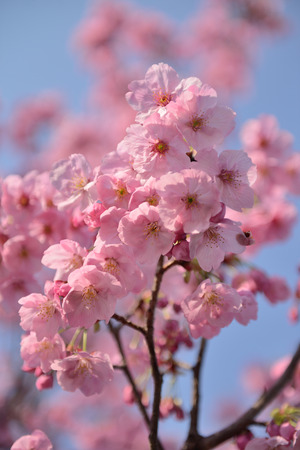 Cherry blossomsの写真素材