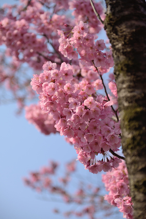 Cherry blossomsの写真素材