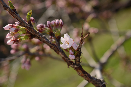 Cherry blossomsの写真素材