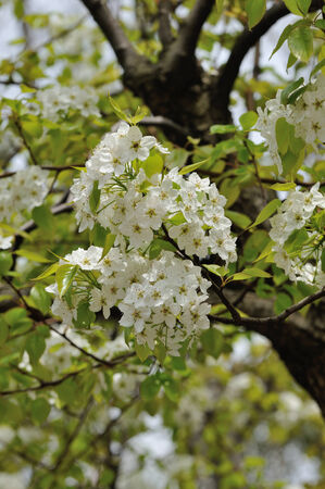 The flower of pear の写真素材