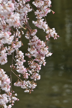 Cherry blossoms and pondの写真素材