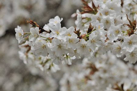 Cherry blossomsの写真素材