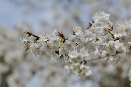 Cherry blossomsの写真素材
