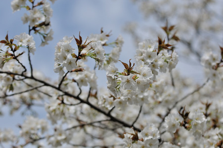Cherry blossomsの写真素材