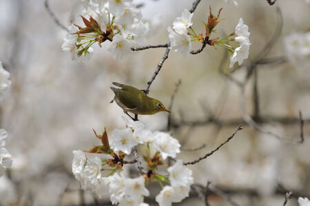 The flower of cherry tree, and a Japanese white-eye の写真素材