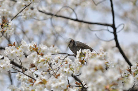 The flower of cherry tree,and a brown-eared bulbulsの写真素材
