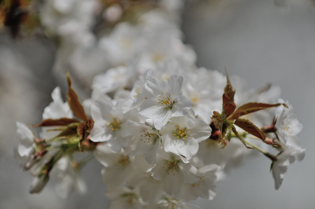 Cherry blossomsの写真素材