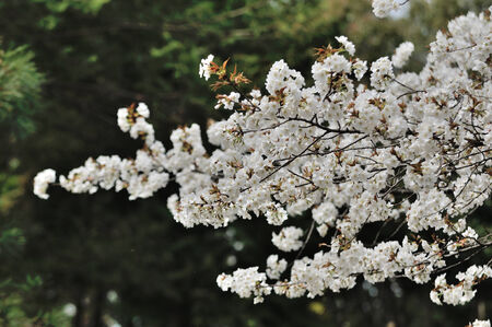 Cherry blossomsã¼の写真素材