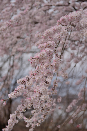 Cherry blossomsの写真素材