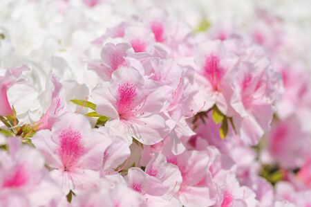 Azalea pinkの写真素材