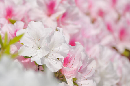 Azalea pinkの写真素材