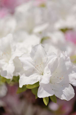 White azaleaの写真素材