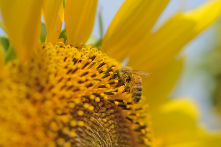 Bees take nectar from sunflower