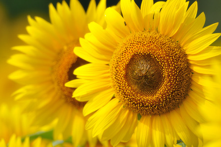 Sunflower fieldの写真素材